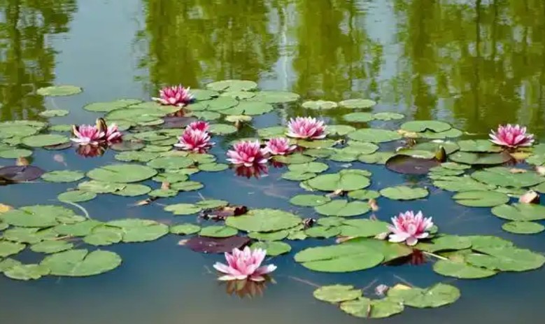 Soñar con un estanque : 28 significado y simbolismo