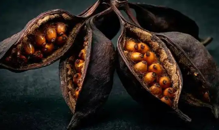 Soñar con semillas : 42 significado y simbolismo