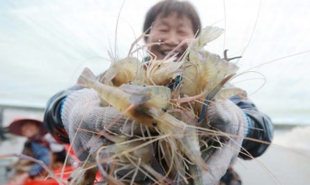 Soñar con pescar camarones : 20 significado y simbolismo