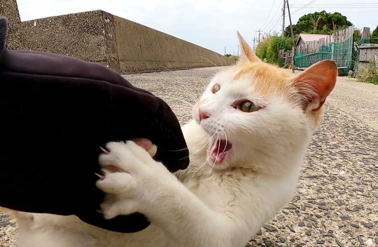 Soñar con ser mordido por un gato : 5 significado y simbolismo