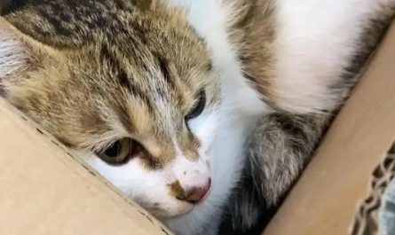 Soñar con perder un gato : 10 significado y simbolismo