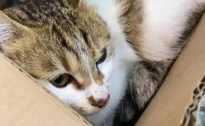 Soñar con perder un gato : 10 significado y simbolismo