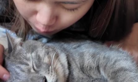 Soñar con tener un gato : 5 significado y simbolismo