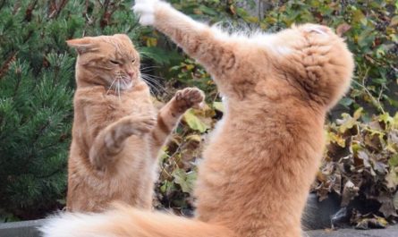 Soñar con pelear con un gato : 10 significado y simbolismo