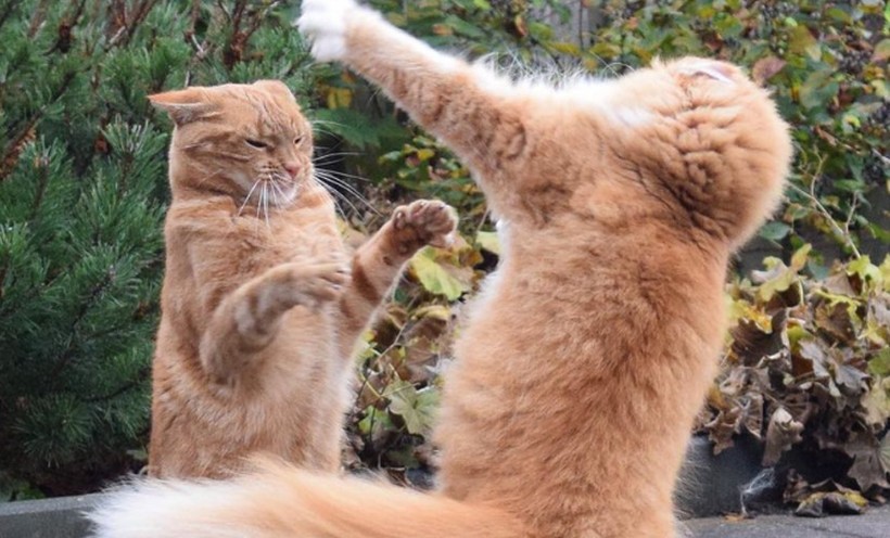 Soñar con pelear con un gato : 10 significado y simbolismo