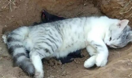 Soñar con la muerte de un gato : 16 significado y simbolismo