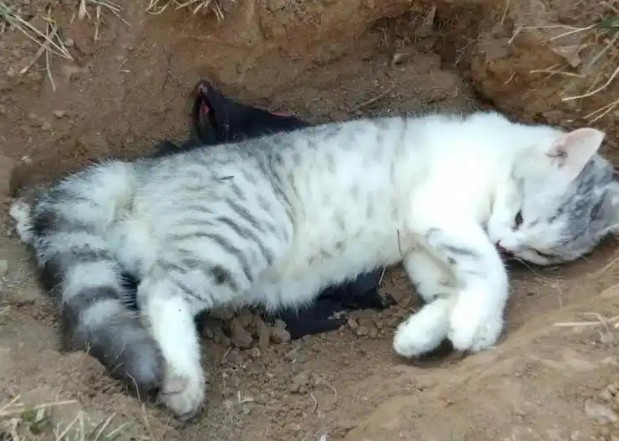 Soñar con la muerte de un gato : 16 significado y simbolismo