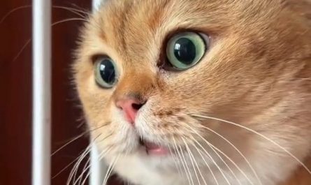 Soñar con un gato que habla : 14 significado y simbolismo