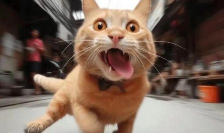 Soñar con un gato que huye : 12 significado y simbolismo