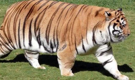 Soñar con un felino grande : 12 significado y simbolismo