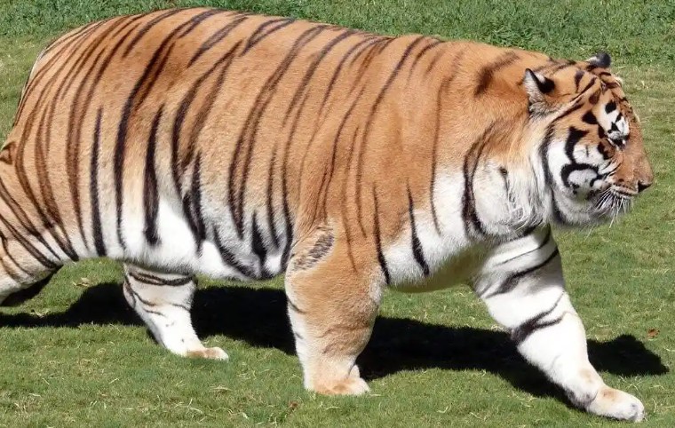 Soñar con un felino grande : 12 significado y simbolismo