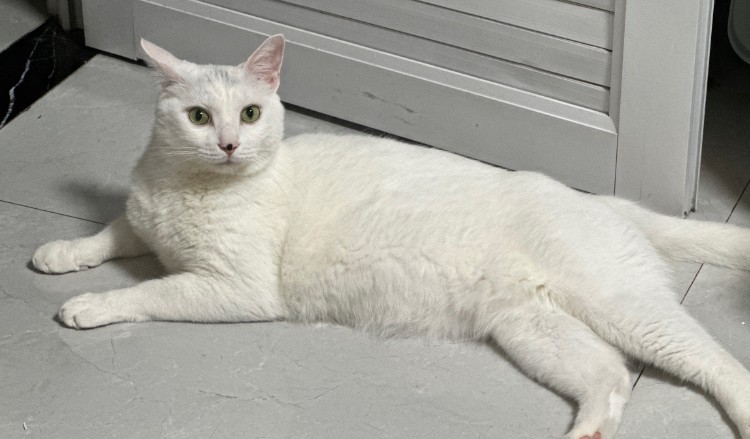 Soñar con un gato blanco : 16 significado y simbolismo