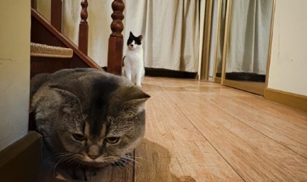 Soñar con un gato entrando en casa : 16 significado y simbolismo