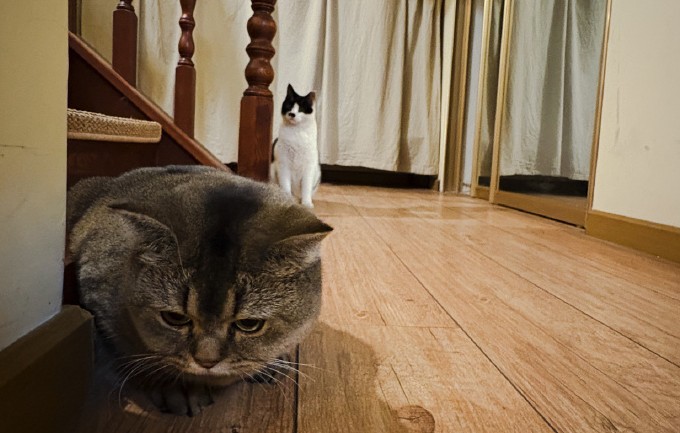 Soñar con un gato entrando en casa : 16 significado y simbolismo