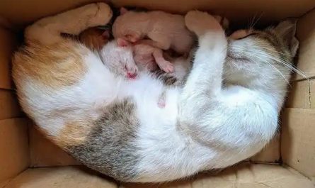 Soñar con una gata pariendo gatitos : 10 significado y simbolismo