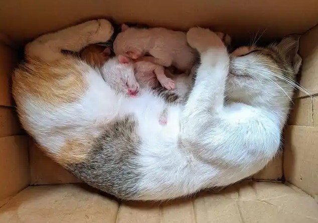 Soñar con una gata pariendo gatitos : 10 significado y simbolismo