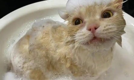 Soñar con bañar a un gato : 10 significado y simbolismo