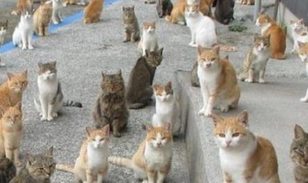 Soñar con muchos gatos : 14 significado y simbolismo