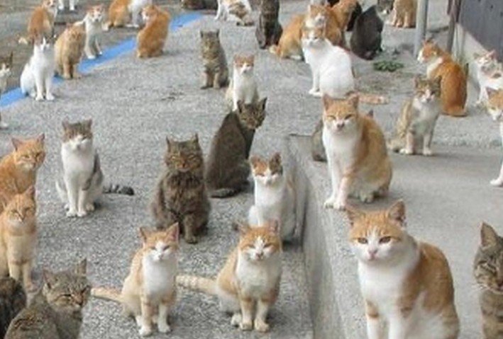 Soñar con muchos gatos : 14 significado y simbolismo