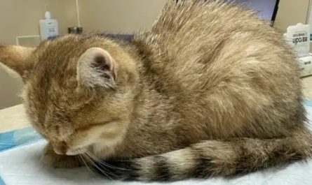 Soñar con un gato enfermo : 12 significado y simbolismo