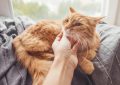 Soñar con tocar un gato : 10 significado y simbolismo