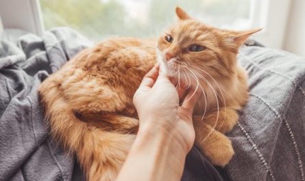 Soñar con tocar un gato : 10 significado y simbolismo