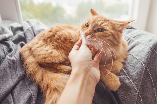 Soñar con tocar un gato : 10 significado y simbolismo