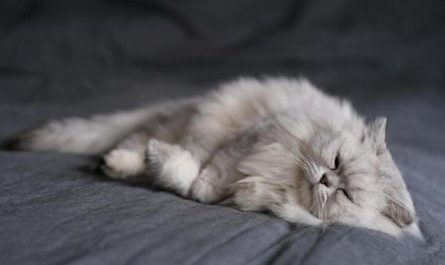 Soñar con pelo de gato : 12 significado y simbolismo