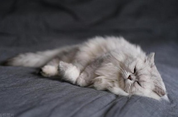 Soñar con pelo de gato : 12 significado y simbolismo