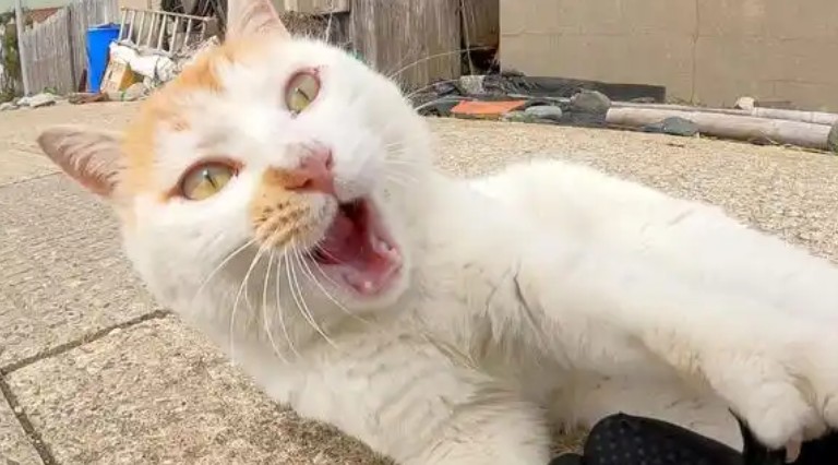 Soñar con el ataque de un gato : 14 significado y simbolismo