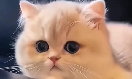 Soñar con un gatito : 20 significado y simbolismo