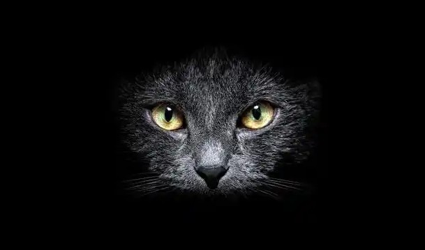 Soñar con un gato negro : 16 significado y simbolismo