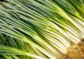 Soñar con cebolletas: 15 significados y simbolismos