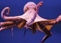 14 Significados de Soñar con un Pulpo