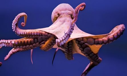 14 Significados de Soñar con un Pulpo