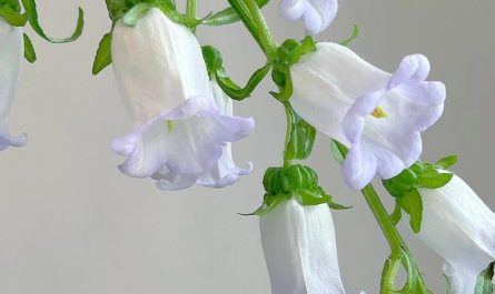 13 Significados de Soñar con Campanillas