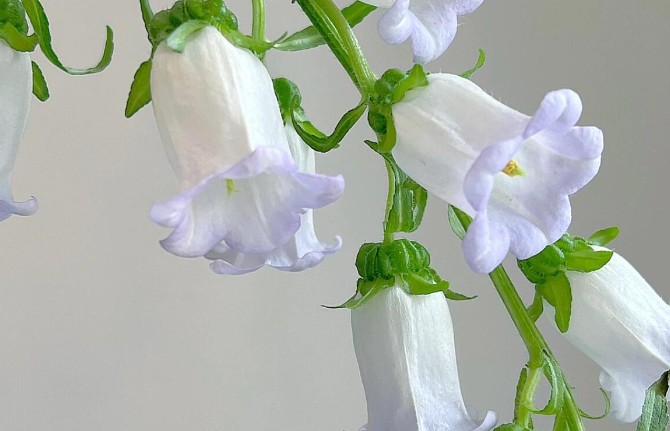 13 Significados de Soñar con Campanillas