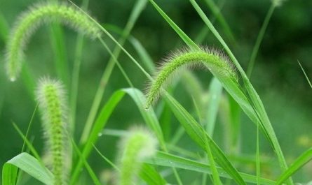 12 Significados de Soñar con Hierba