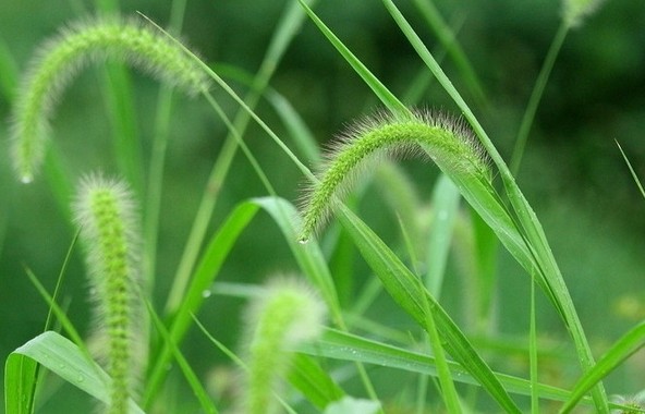 12 Significados de Soñar con Hierba