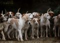 13 Significados de Soñar con Muchos Perros