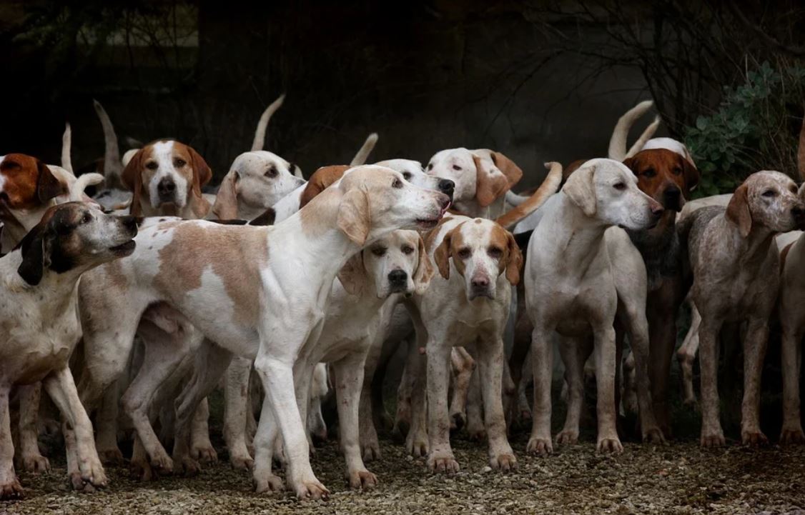 13 Significados de Soñar con Muchos Perros