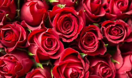 28 Significados de Soñar con Flores