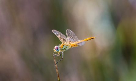 10 Significados de Soñar con Libélulas