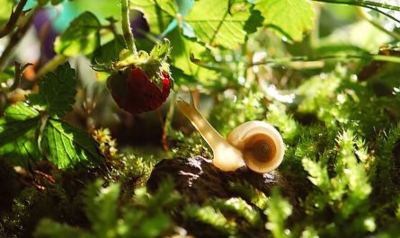 25 Significados de Soñar con Caracoles