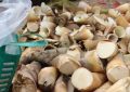 17 Significados de Soñar con Brotes de Bambú
