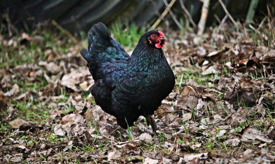 13 Significados de Soñar con un Pollo Negro