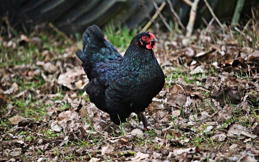 13 Significados de Soñar con un Pollo Negro