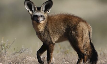 7 Significados de Soñar con un Zorro del Desierto