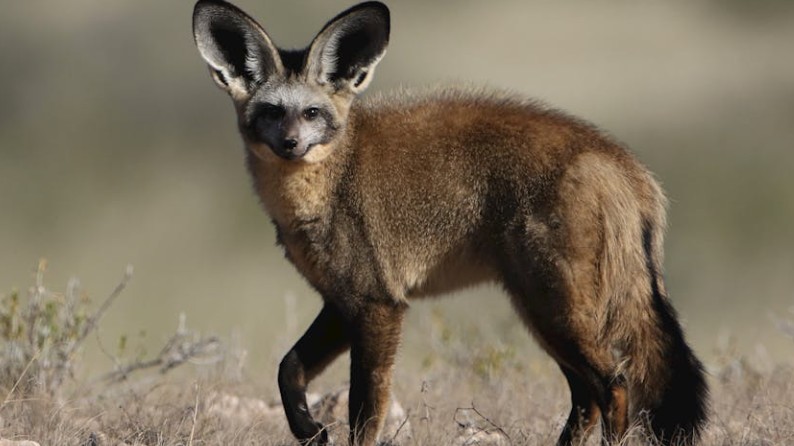 7 Significados de Soñar con un Zorro del Desierto
