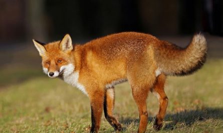 7 Significados de Soñar con un Zorro Rojo